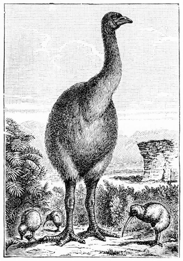 Gravyr av en slocknad Nya Zeeland moa royaltyfri illustrationer Gravyr av en slocknad Nya Zeeland moa royaltyfri illustrationer