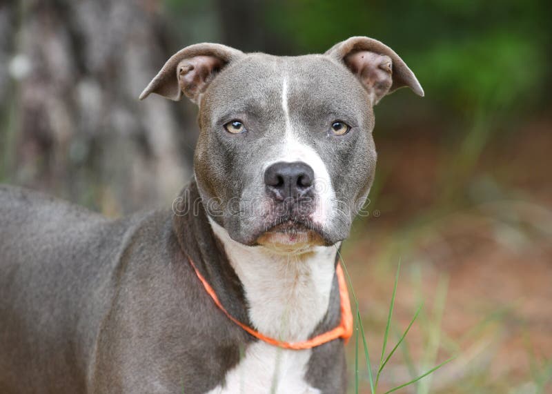 American pitbull cheap photos