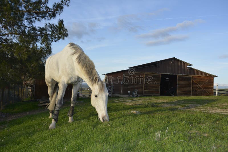 Gray American Quarter Horse gelding grazing on lush green grass on a hillside in front of a beautiful brown barn. Gray American Quarter Horse gelding grazing on lush green grass on a hillside in front of a beautiful brown barn