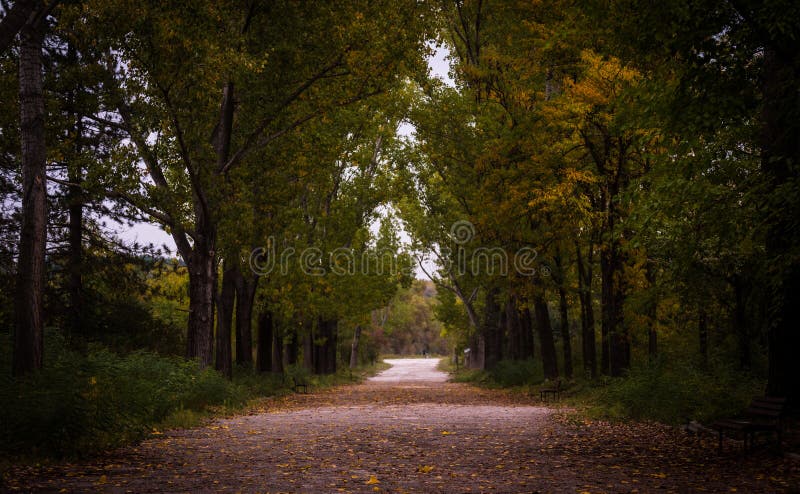 Gray Asphalt Roadway Besides Green Leaf Tree Free Public Domain Cc0 Image