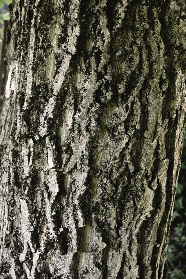 14 136 Wallpaper Nut Stock Photos Free Royalty Free Stock Photos from Dreamstime 14 136 Wallpaper Nut Stock Photos Free Royalty Free Stock Photos from Dreamstime