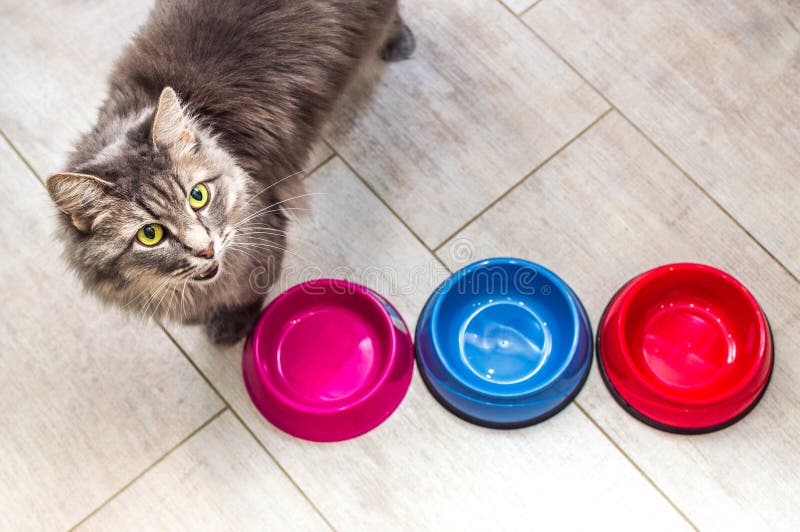 194 Empty Pet Food Bowls Stock Photos Free & RoyaltyFree Stock