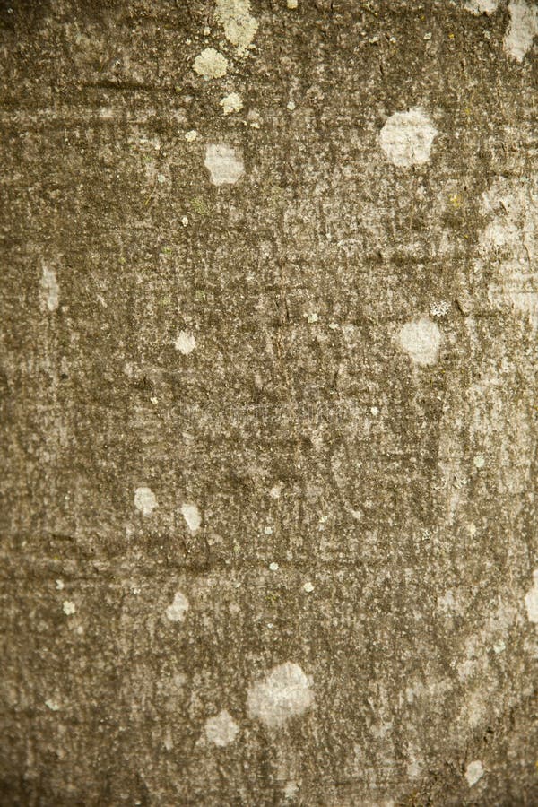 Beech bark texture background stock image