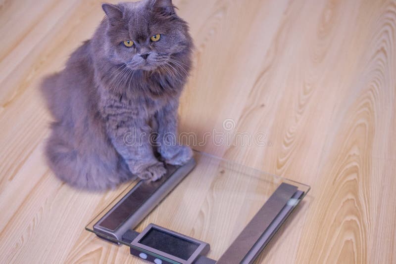 Fat cat on scales on white background. Weight control concept. Copy space.  Stock Photo