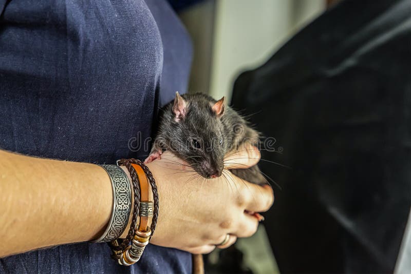 Cute Gray Rats Small with Big Ears Long Mustache Hiding Under a