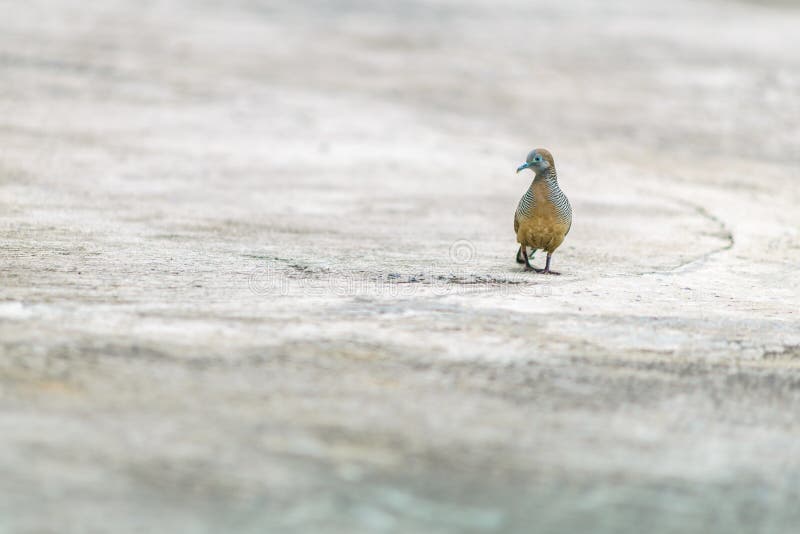 Gray birds doves are on a concrete surface stock photos Gray birds doves are on a concrete surface stock photos