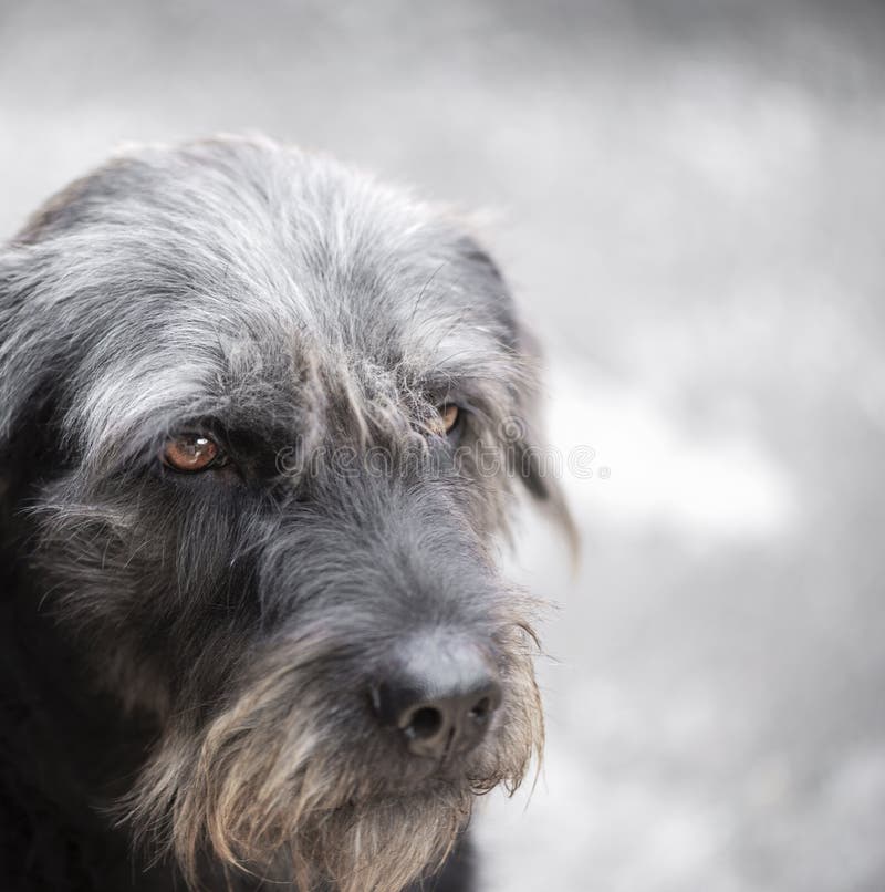 The grayblack dog stock image. Image of staffordshire 137670383