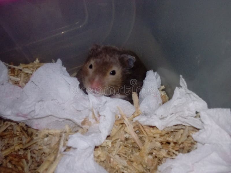 black hamster bedding