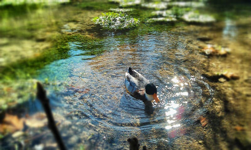 Gray Black And Orange Duck Swimming On Body Of Water Free Public Domain Cc0 Image