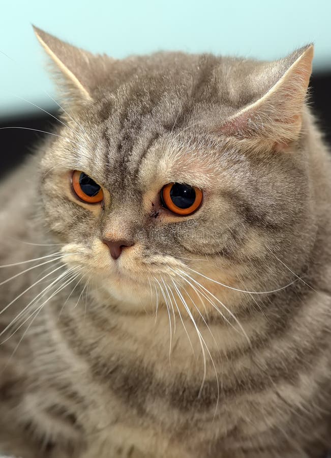 Gray cat with orange eyes stock photo. Image of closeup 48478750