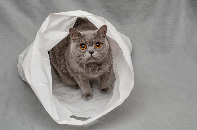 746 Cat Plastic Bag Stock Photos Free & RoyaltyFree Stock Photos