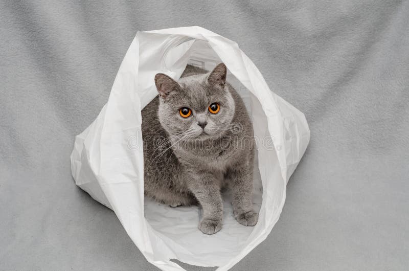 746 Cat Plastic Bag Stock Photos Free & RoyaltyFree Stock Photos