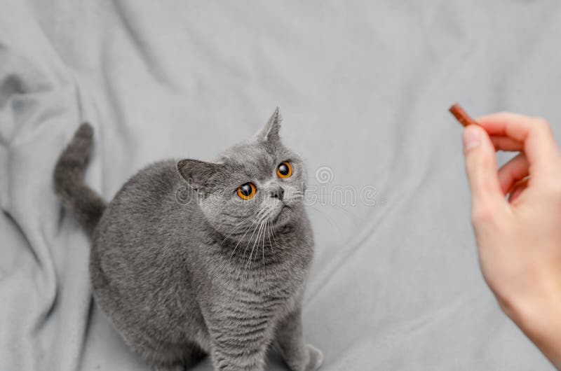 Gray British Cat Sitting on a Plastic Bag. Eating Meat Stock Image