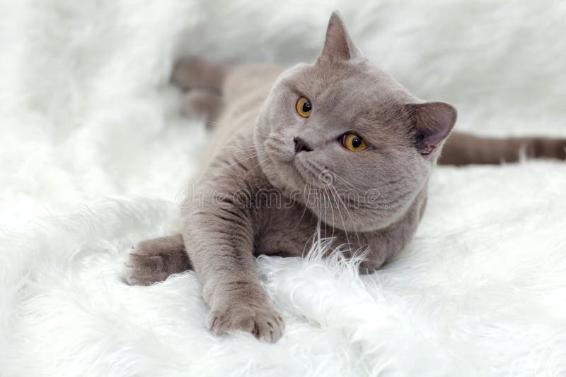 Gray British cat