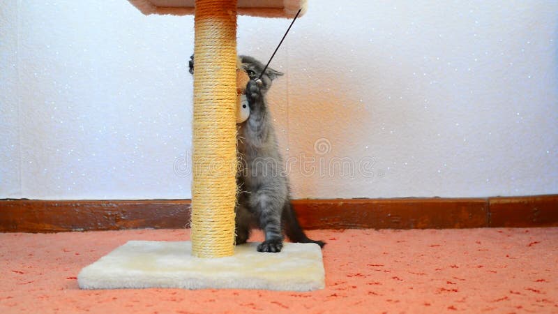 Gray british kitten playing with toy and scratching post