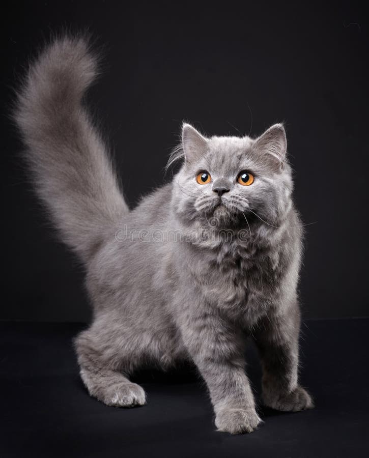 British longhair cat stock image. Image of studio, animal - 17496267