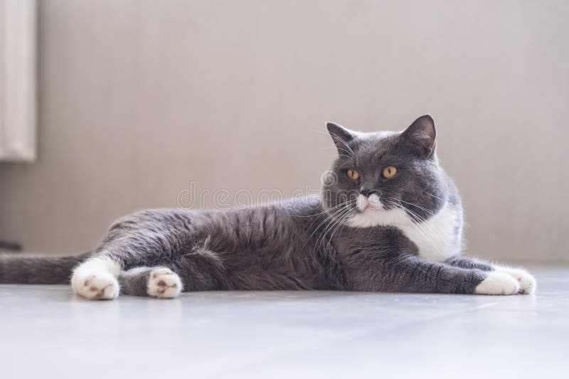 Gray British Shorthair Cats Stock Photo Image of bred, weary 97719664