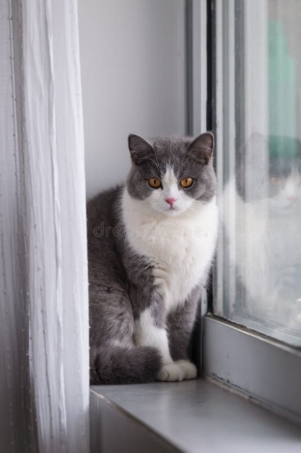 Gray British Shorthair Cats Stock Photo Image of lovely, cats 94852668