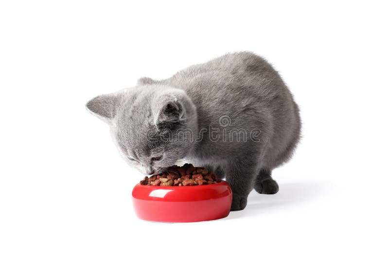 Gray British Shorthair Kitten Eats Isolated Stock Image - Image of pets, feline: 177921603 Gray British Shorthair Kitten Eats Isolated Stock Image - Image of pets, feline: 177921603