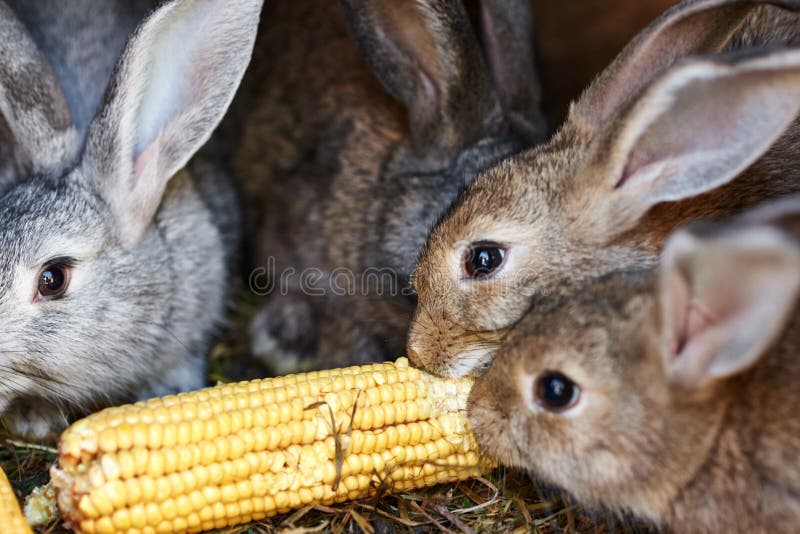 Gray and Brown Rabbits Eating Ear of Corn in a Cage Stock Image Image