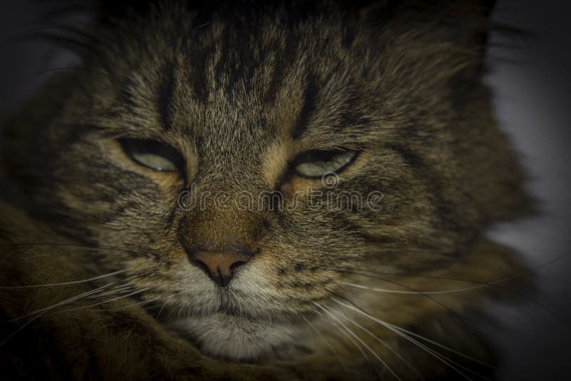 Gray Brown Tabby Cat Face with Nice White Hairy Chin Stock Photo