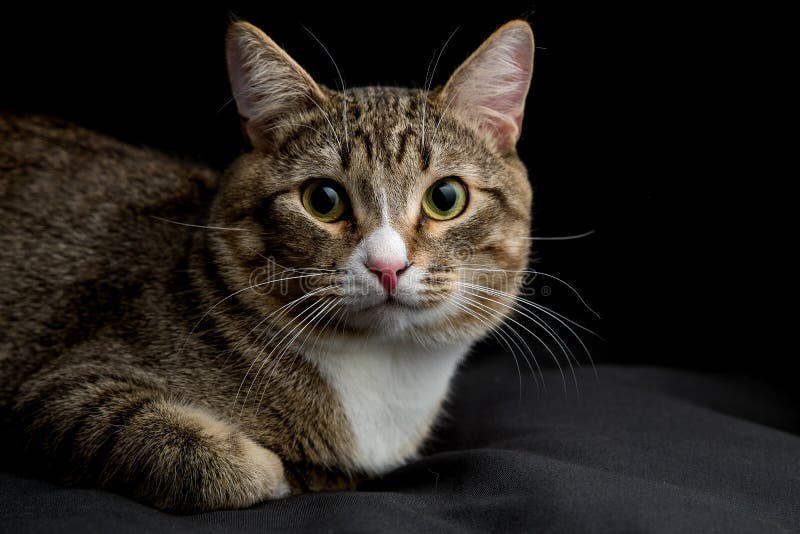 Gray and brown tabby cat stock photo. Image of black 166225170