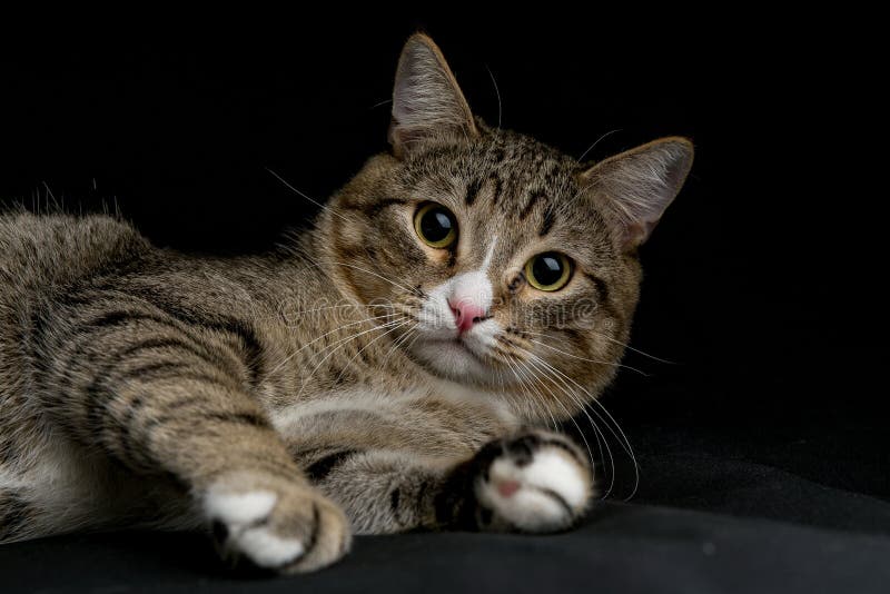 Gray and brown tabby cat stock image. Image of lying 166224877