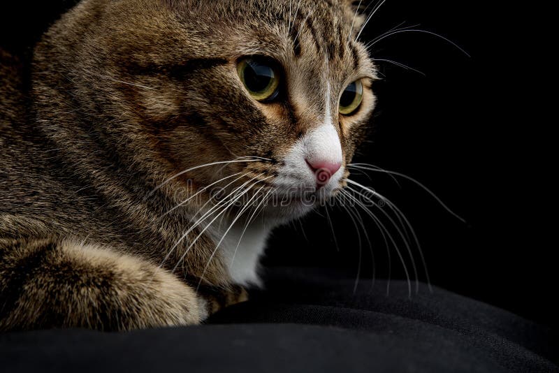 Gray and brown tabby cat stock image. Image of green 166224733
