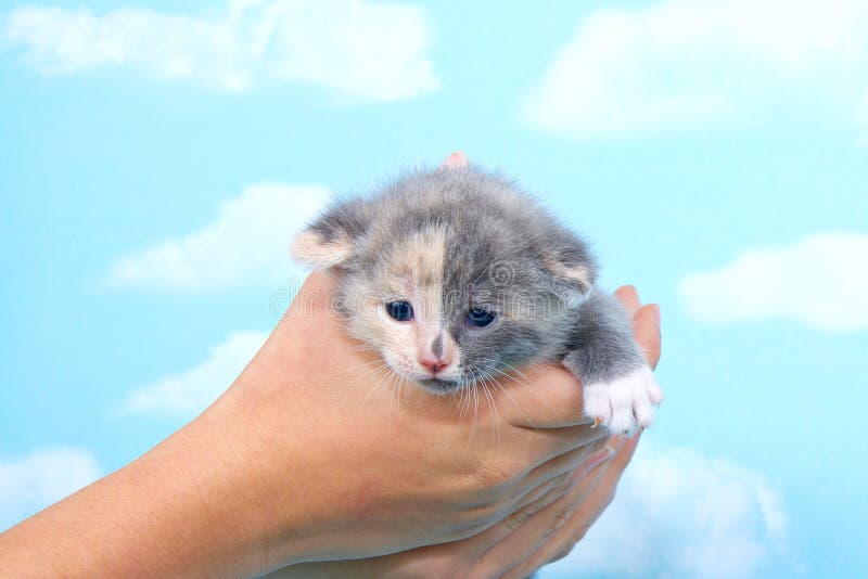 Gray and Calico Kitten Held in Young Hands Stock Image Image of