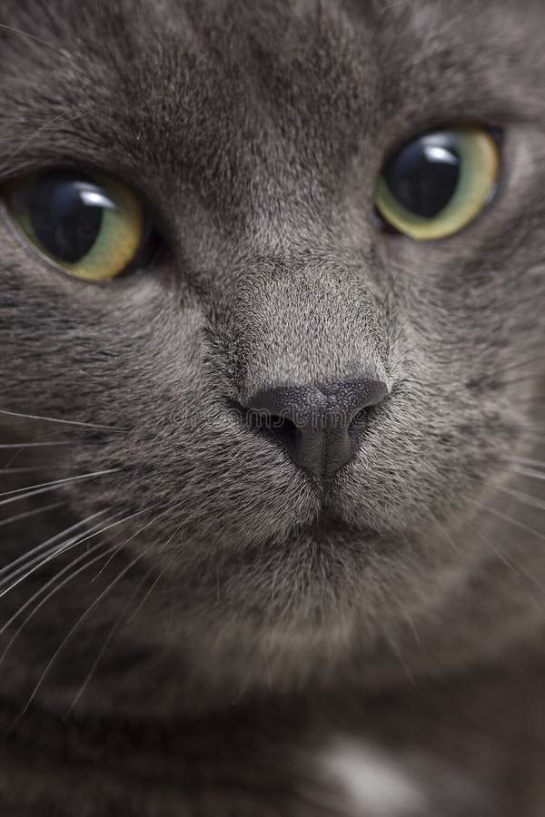 Gray cat