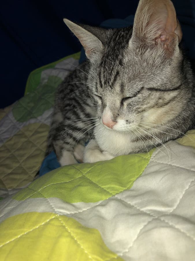 Gray cat stock photo. Image of animal, love, gray, affectionate 171776176