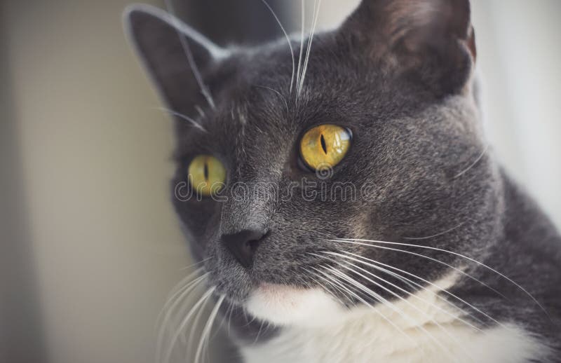  White Cat Whiskers  stock image Image of black kitten  