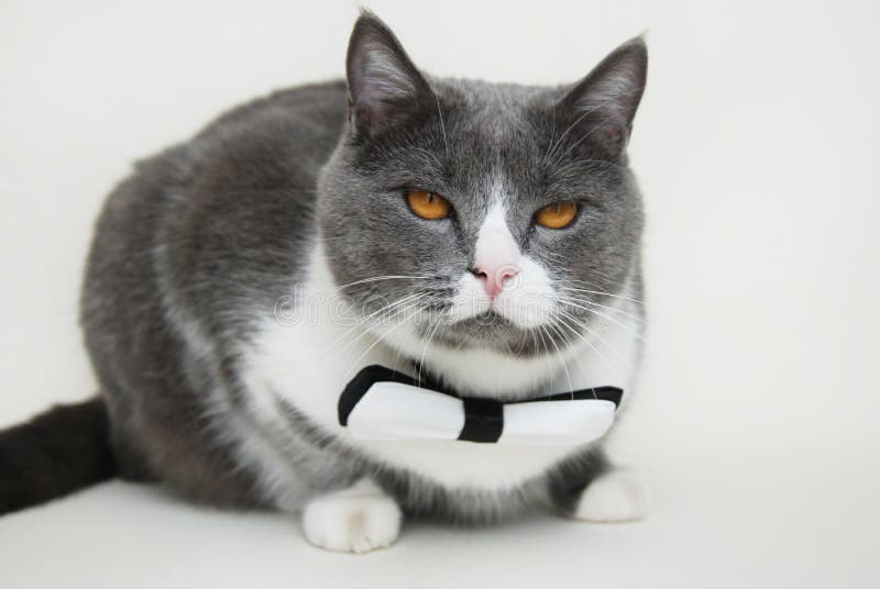 Gray Cat with Black and White Bow Collar White Background Pets Stock