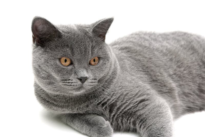 Gray cat (breed scottish-straight, age 6, 5 months) on white back