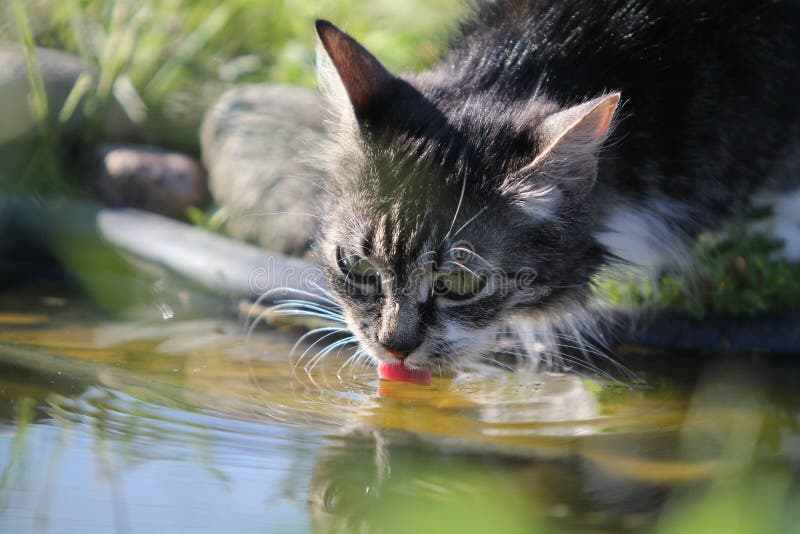 Gray cat drinks water