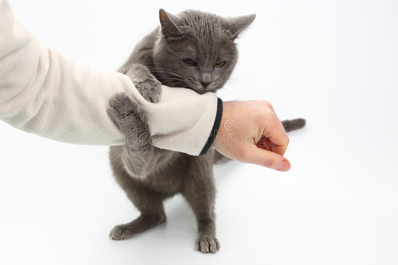 Gray Cat Grabbed His Hand Paws on White Background Stock Image Image