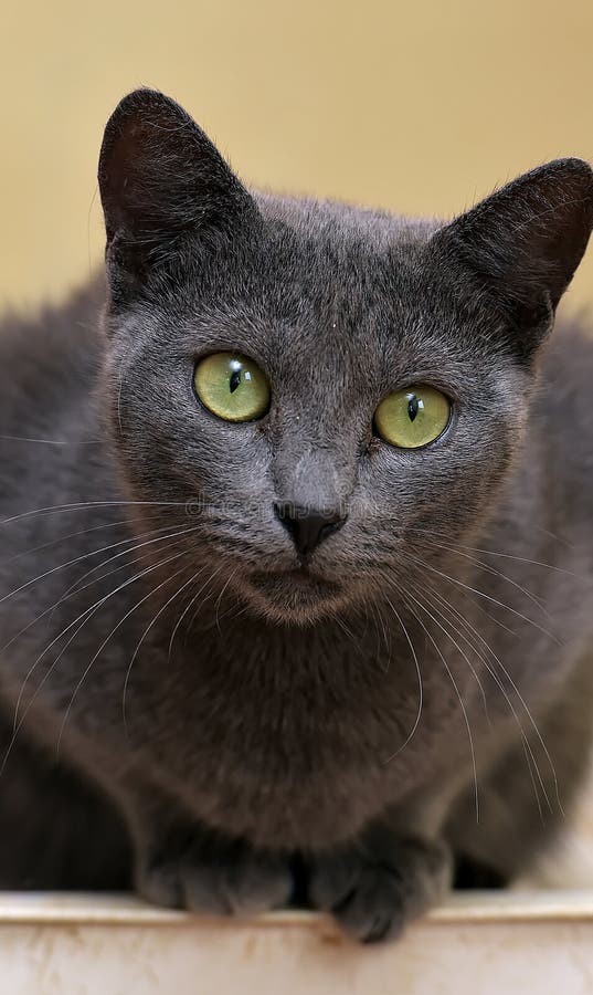 Gray Cat with Green Eyes Looks Stock Image Image of nose, cute 183664309