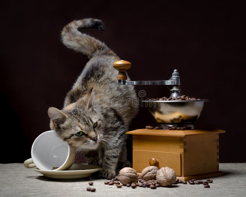 gray cat with green eyes turned over a coffee cup next to a vintage coffee grinder and grains of coffee with nuts on a dark