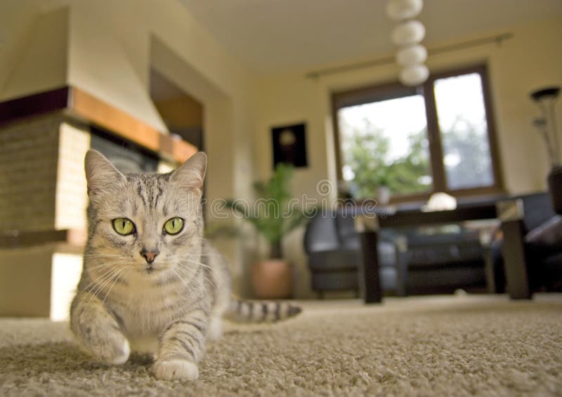 Gray cat at home stock image. Image of indoor, whiskers 28432177
