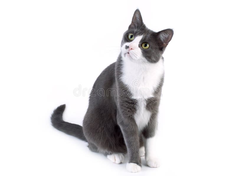 Gray cat looking on white background