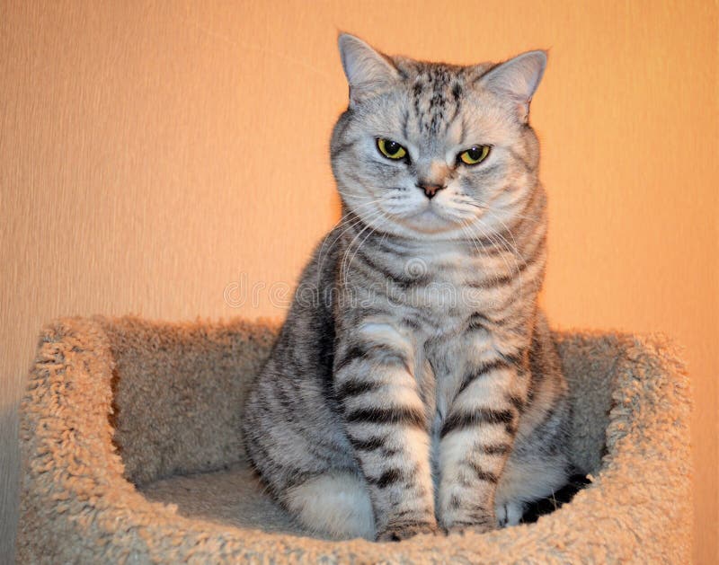 Gray cat paws. Cat sits. stock image. Image of geibcnsq 129648889