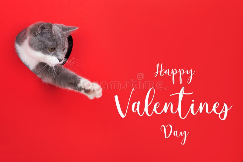 Gray cat peeps out of hole in the shape of a heart on red background. Lettering Valentine`s Day, concept, greeting card, print