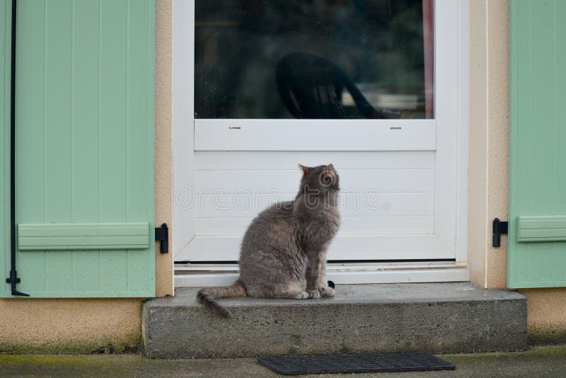 Gray Cat Posted Outside in Front of the Door Stock Image Image of