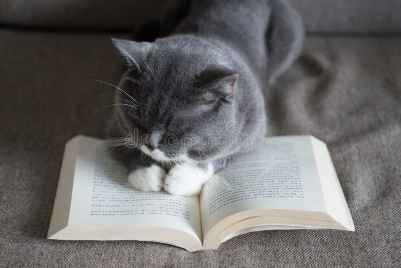 The Gray Cat is Reading a Book Stock Image - Image of interior