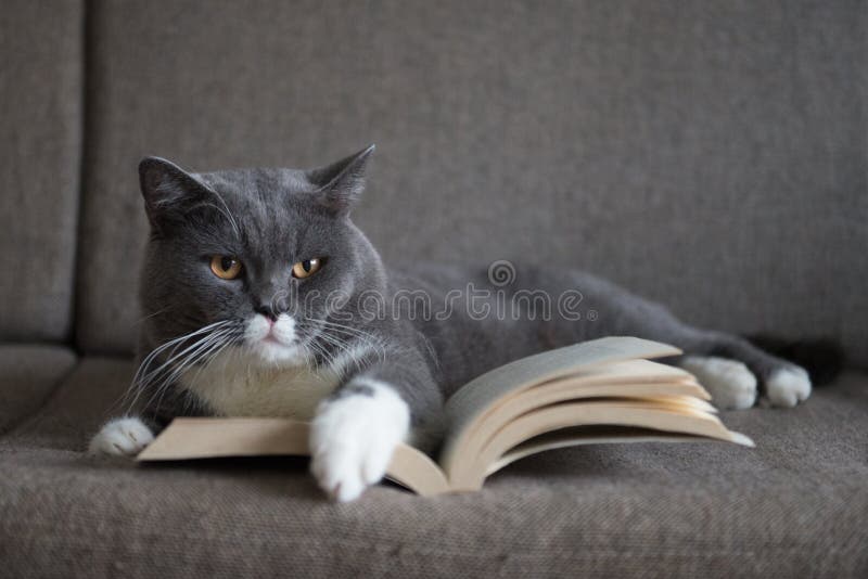 Image result for cat reading a book