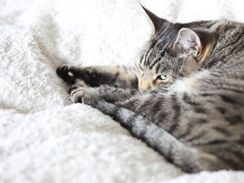 Gray Cat Relaxes Dreams Bed Stock Photos Free & RoyaltyFree Stock