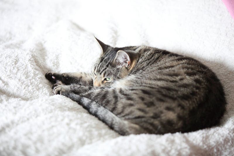 Gray Cat Relaxes Dreams Bed Stock Photos Free & RoyaltyFree Stock