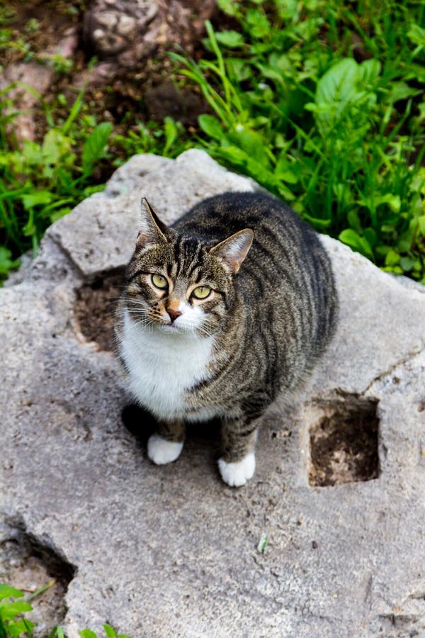 Gray cat in the ruines in Rome ancient cats