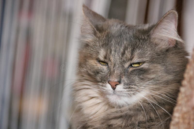 gray-cat-serious-look-fluffy-askance-116128954.jpg