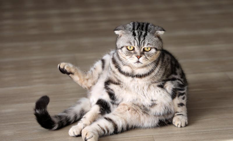 A gray cat sitting awkwardly on a wooden floor